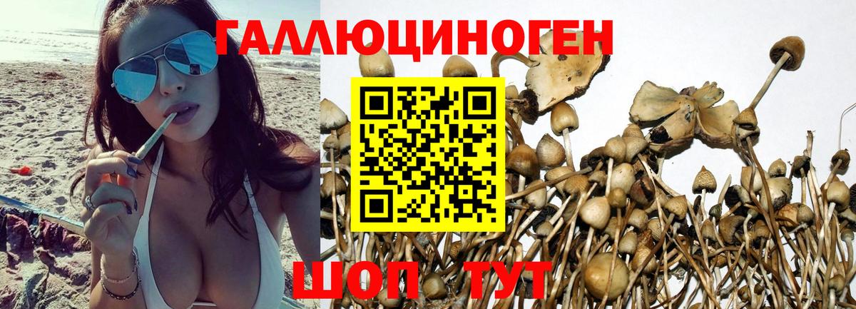 Карачаевск  Псилоцибиновые грибы Psilocybe  Вход с VPN 