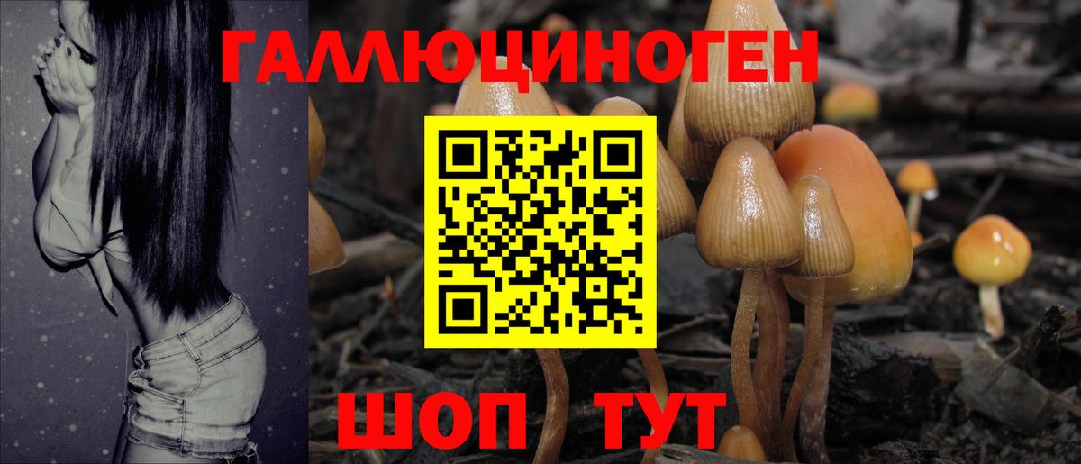 Галлюциногенные грибы Psilocybe Карачаевск